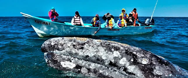 Vista panorámica de ASOMBROSA BAJA CALIFORNIA CON BALLENAS 2