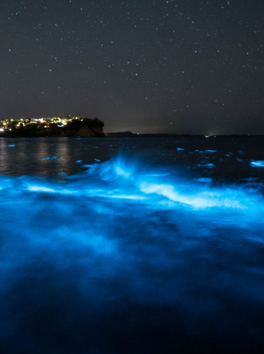ESPECTACULO DE BIOLUMINISENCIA / OAXACA Y PUERTO ESCONDIDO