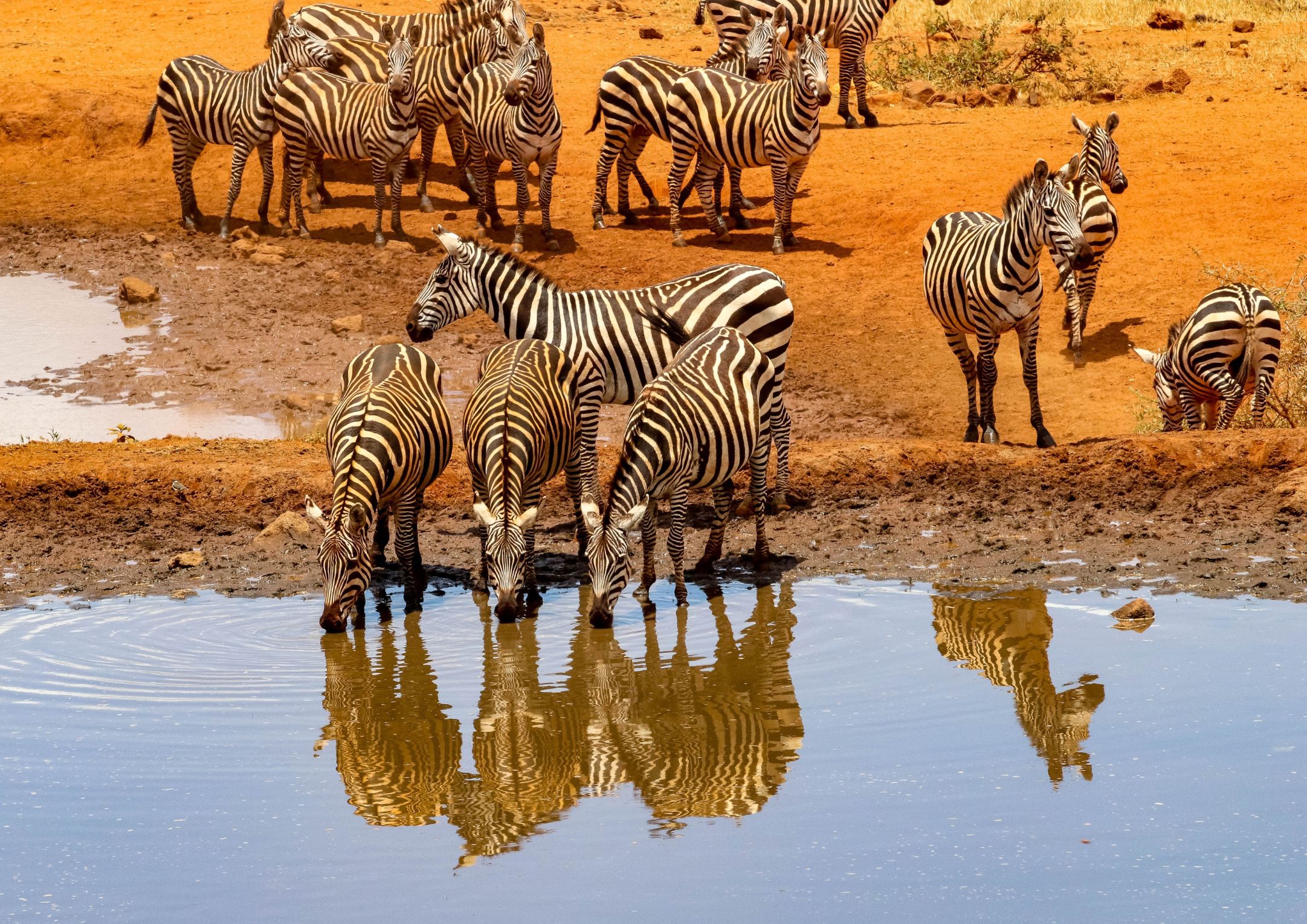 SAFARI EN KENYA Y TANZANIA